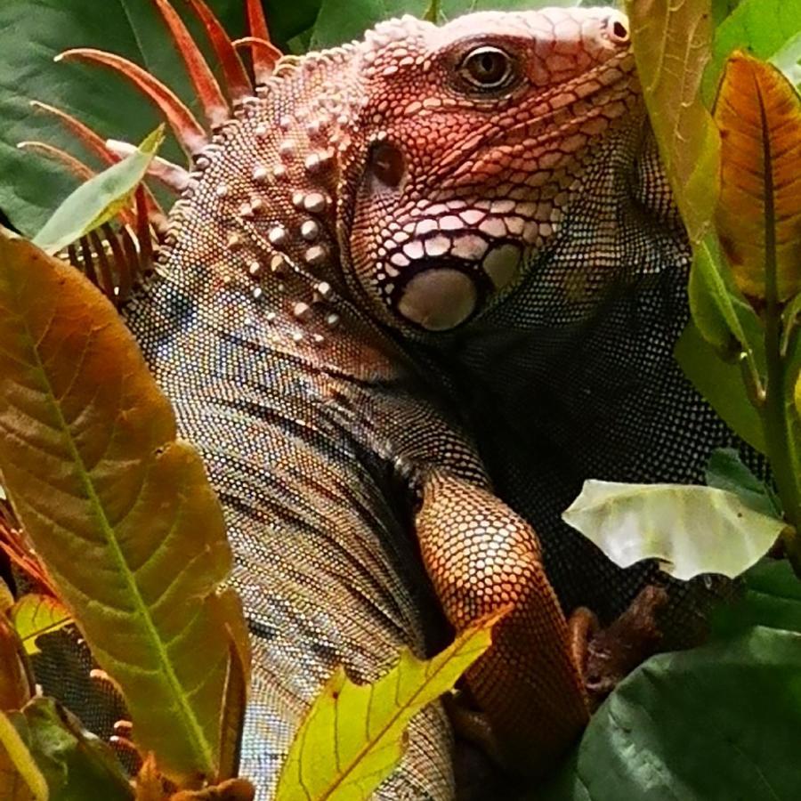 Hotel Belvedere Playa Samara Costa Rica Экстерьер фото