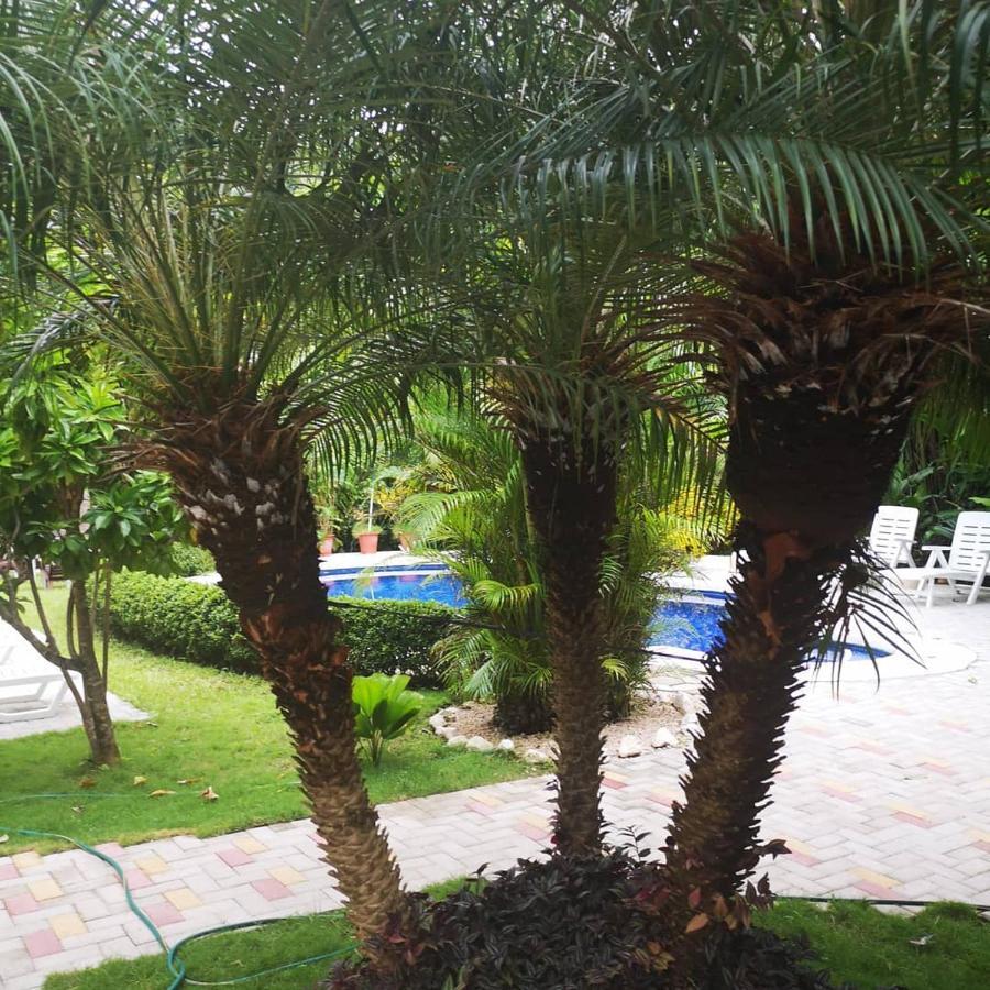 Hotel Belvedere Playa Samara Costa Rica Экстерьер фото